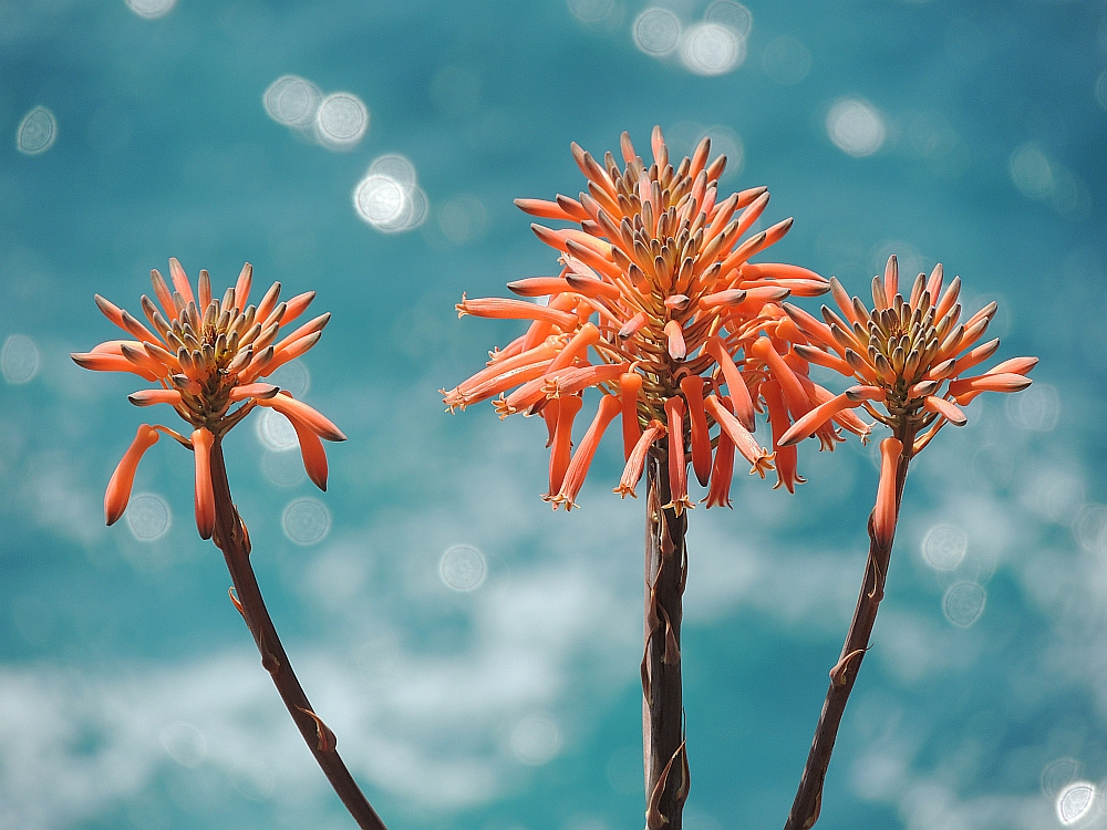 Blume am Strandklippe