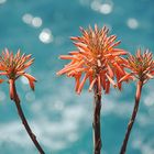 Blume am Strandklippe