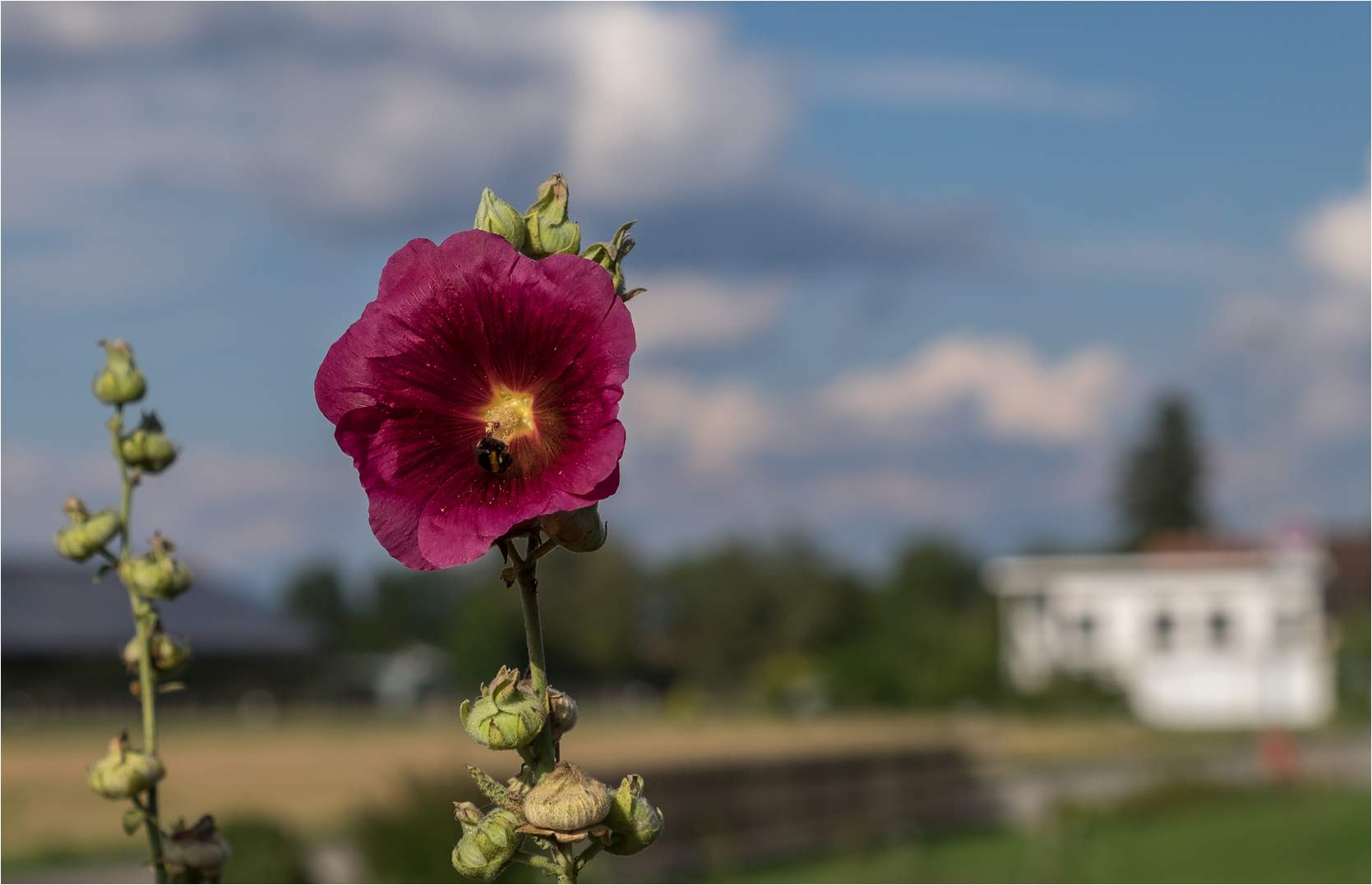 Blume am Strassenrand