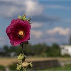 Blume am Strassenrand