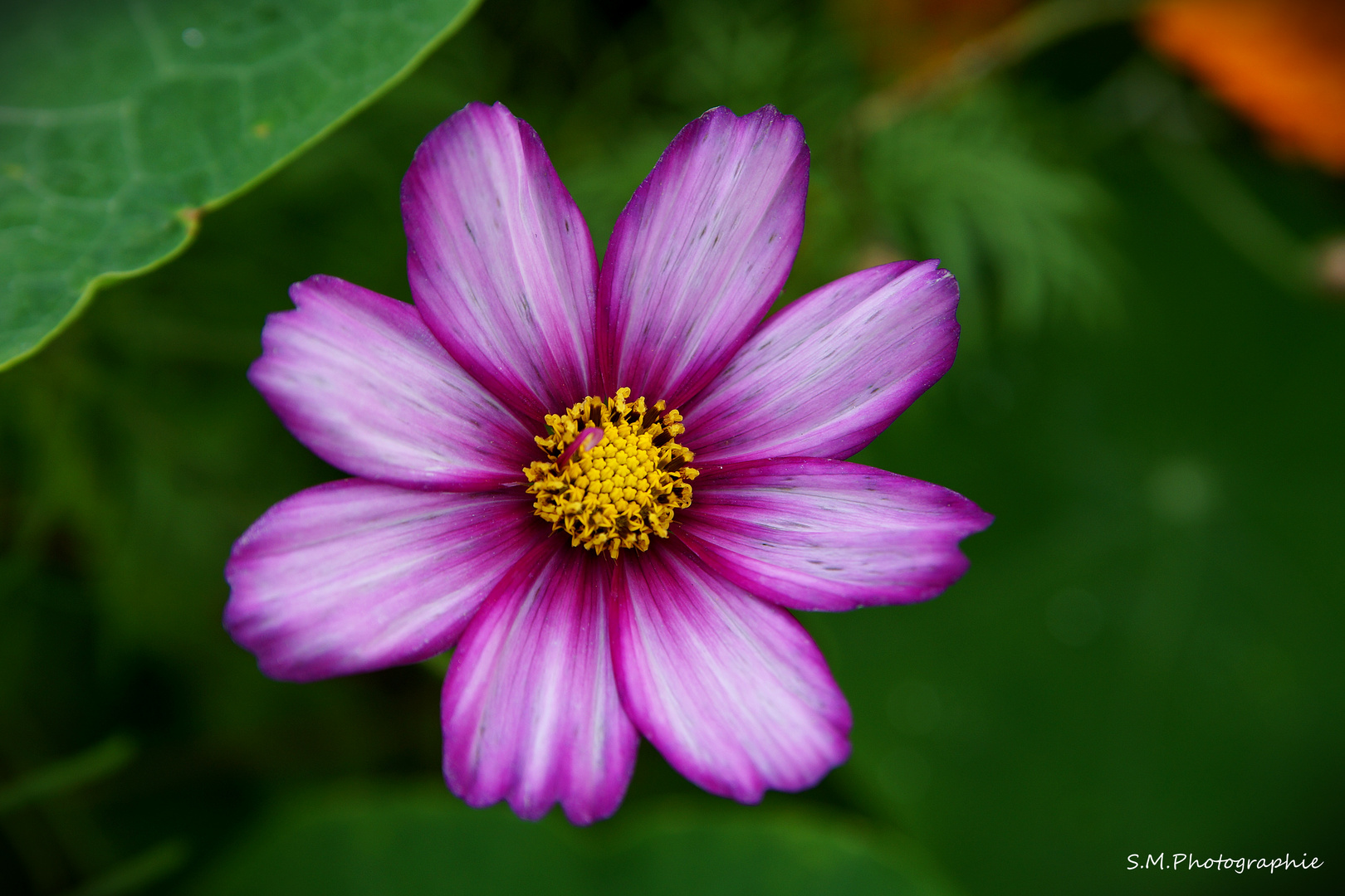 Blume am Straßenrand