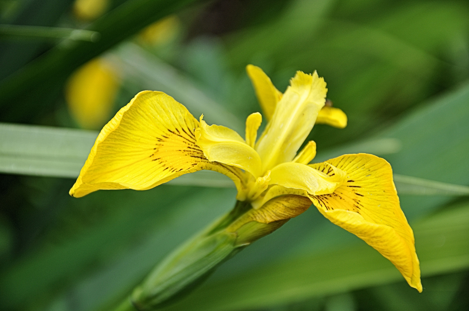 Blume am Teich