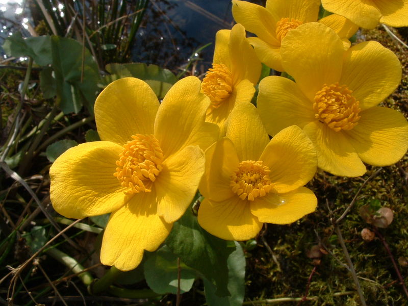 Blume am Teich