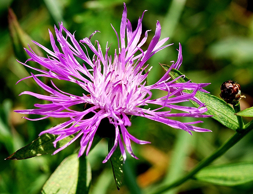Blume am Walchensee