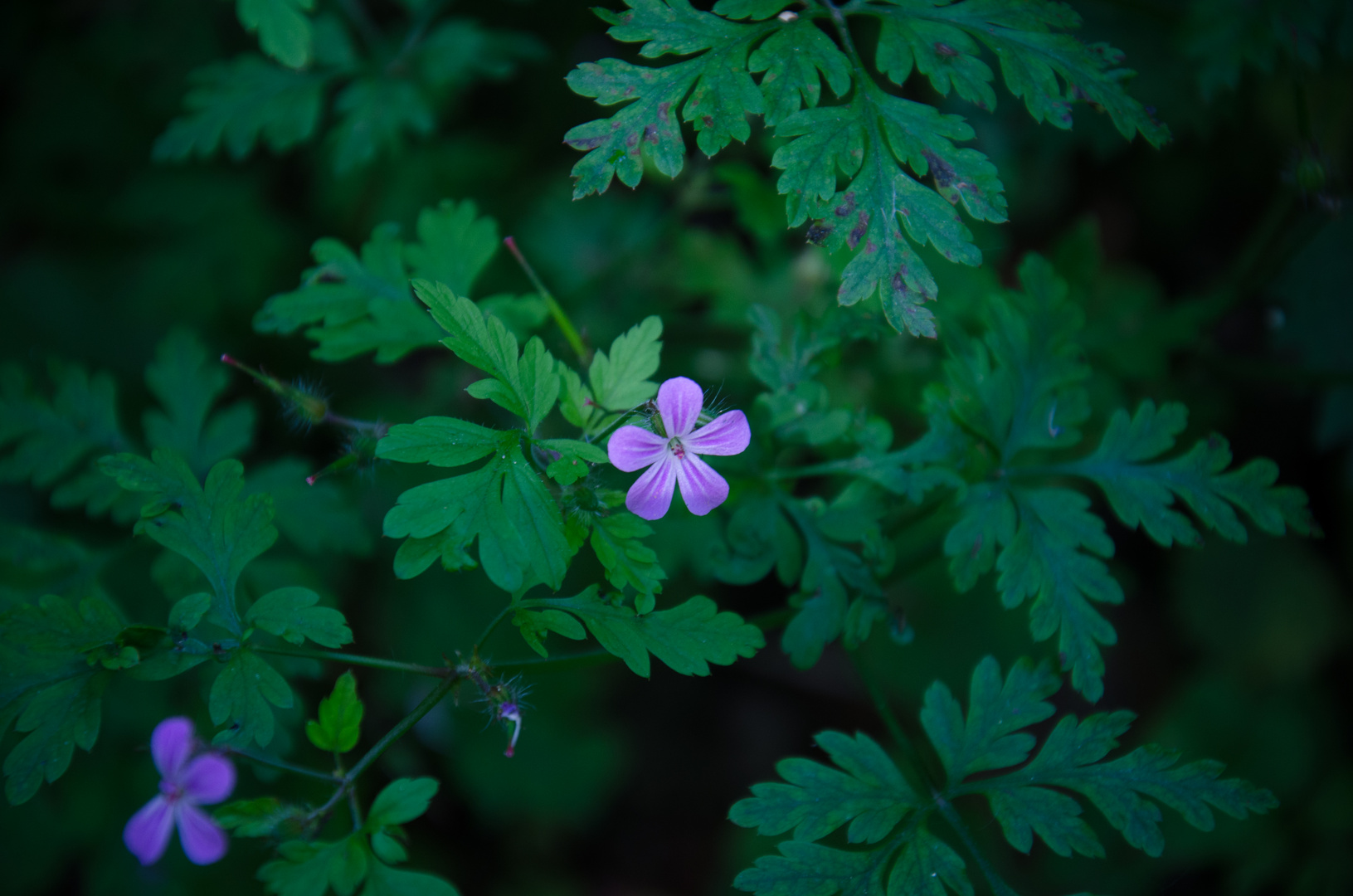 Blume am Waldesrand