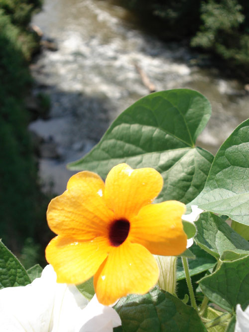 Blume am Wasser