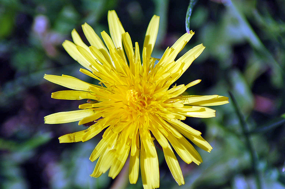 blume am wege-rand