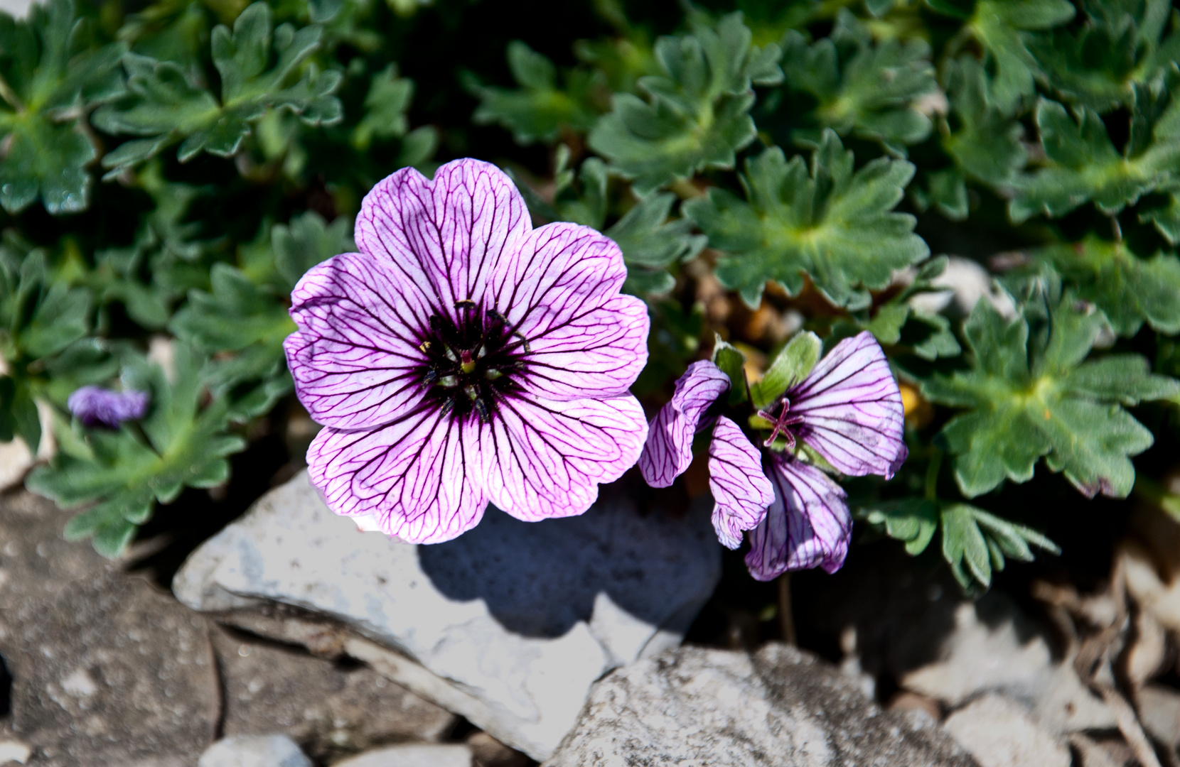 Blume am Wegesrand