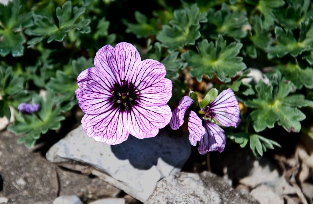 Blume am Wegesrand