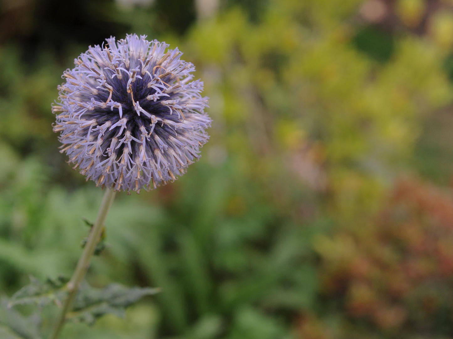 Blume am Wegesrand