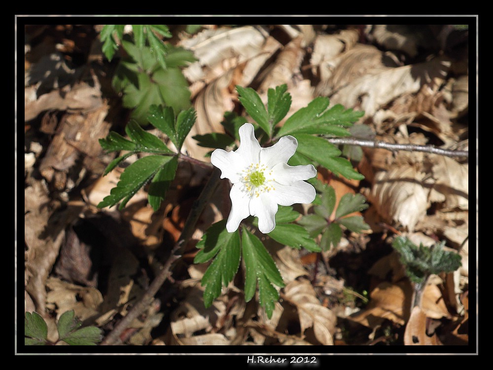 Blume am Wegesrand