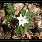 Blume am Wegesrand