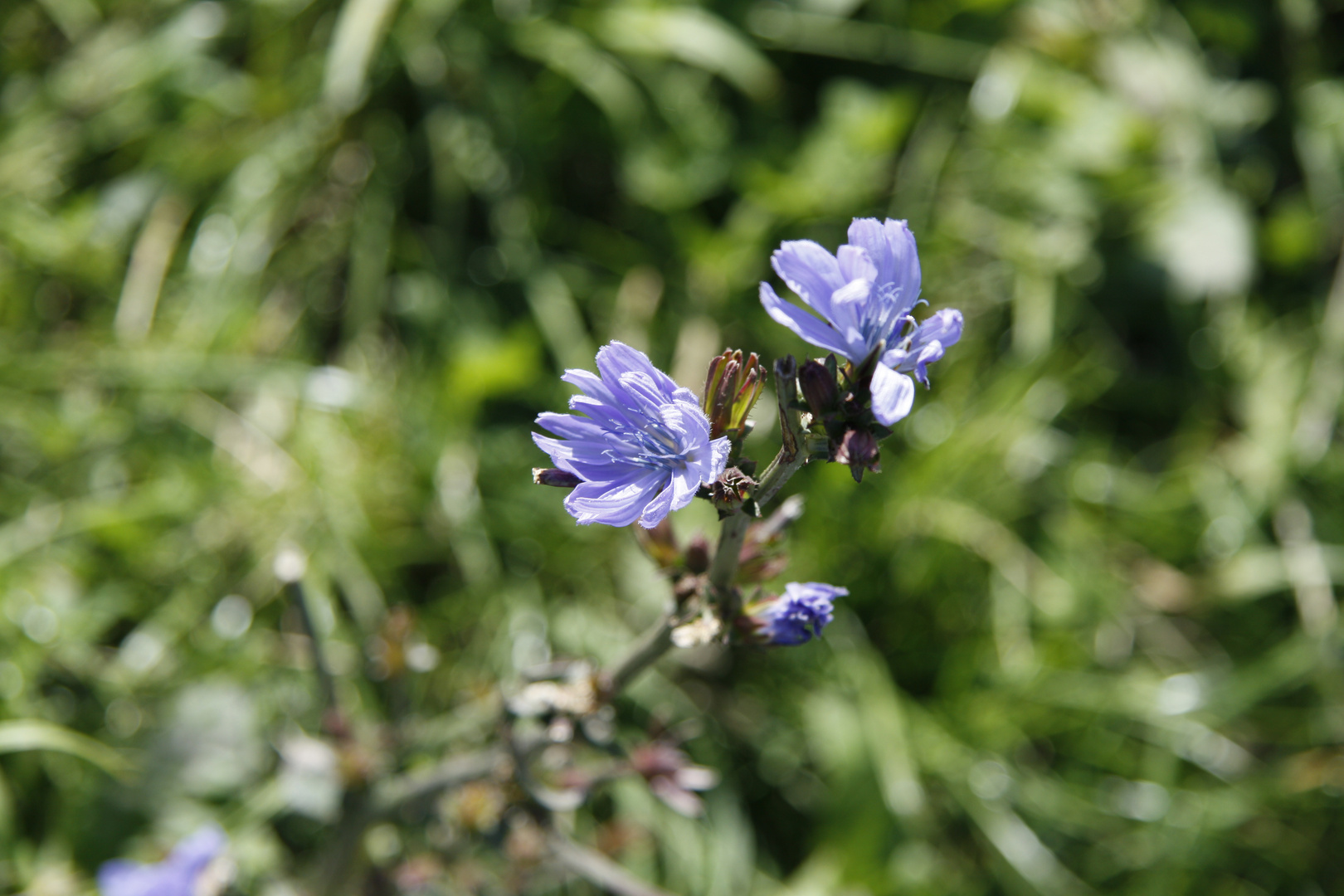 Blume am Wegesrand