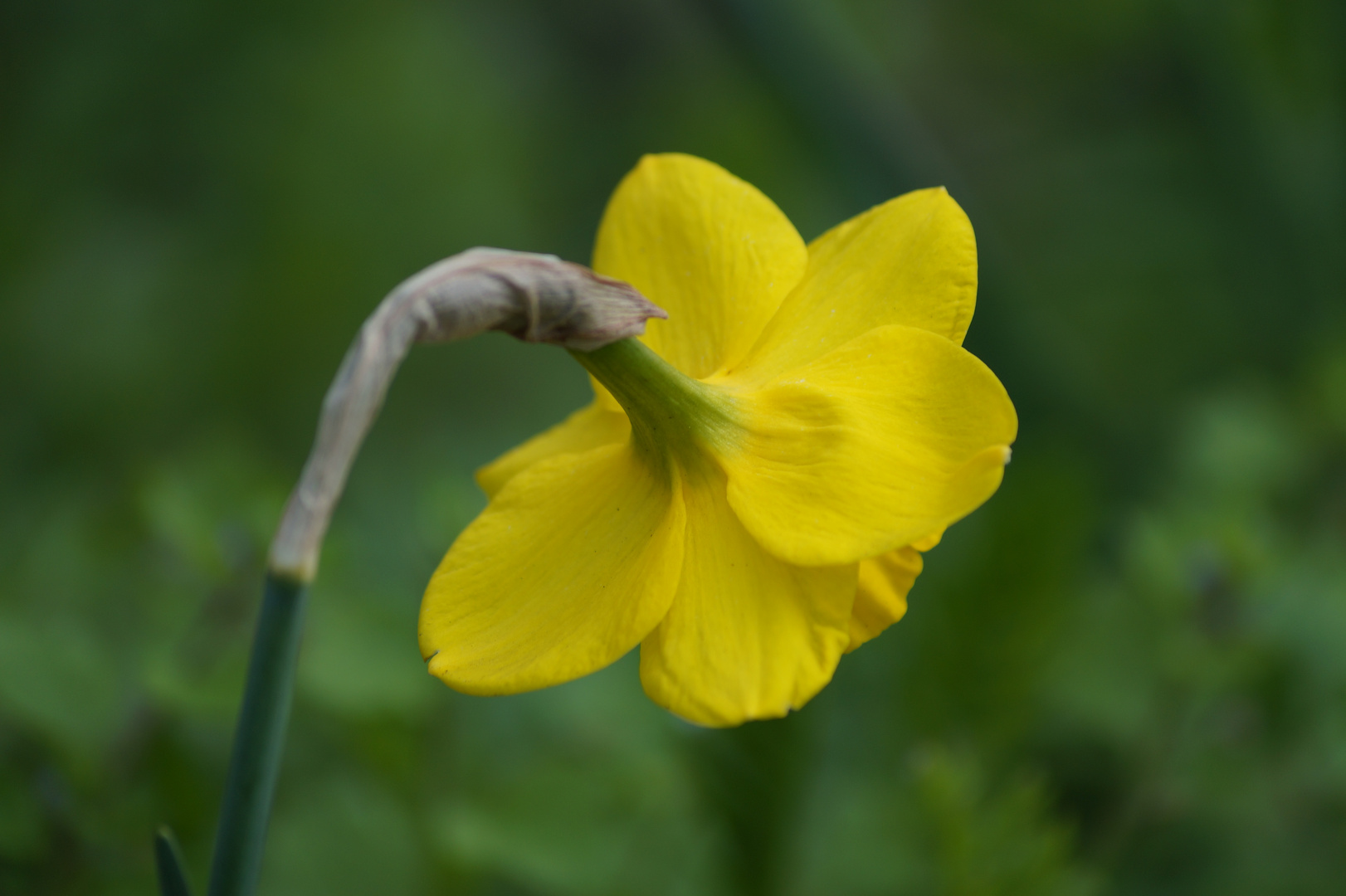 Blume am Wegesrand