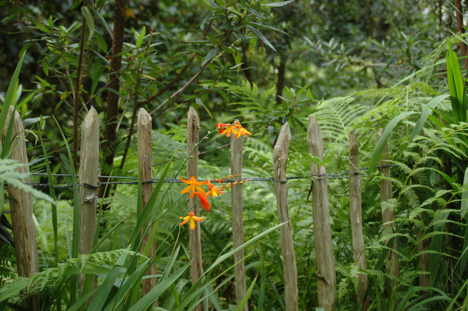 Blume am Wegesrand