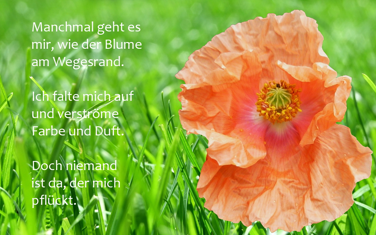 Blume am Wegesrand