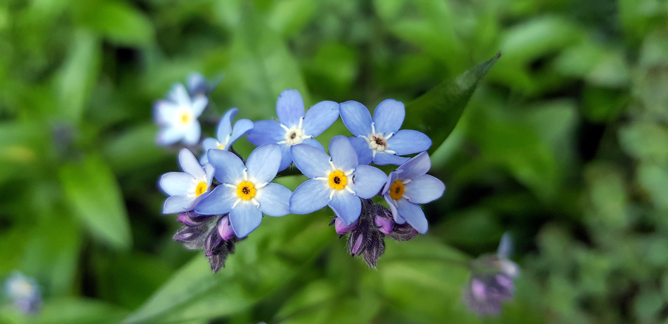 Blume am Wegesrand