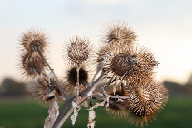 Blume am Wegesrand