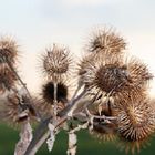 Blume am Wegesrand