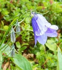 Blume am Wegesrand