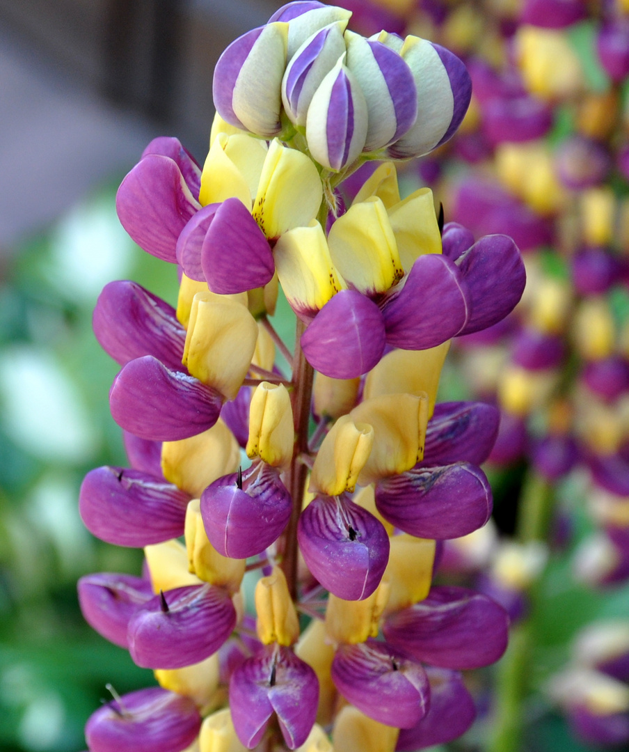 Blume am Wegesrand