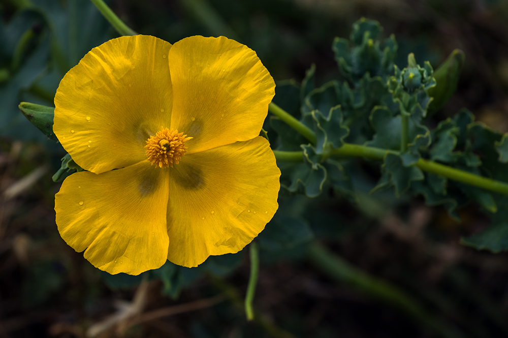 Blume am Wegesrand auf Santorin