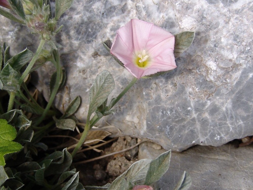 Blume am Wegesrand