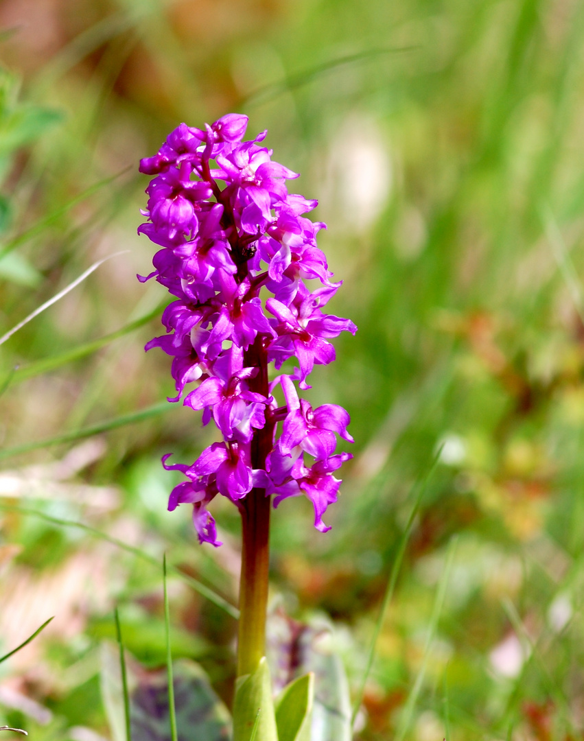 Blume am Wegesrand entdeckt