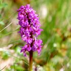 Blume am Wegesrand entdeckt