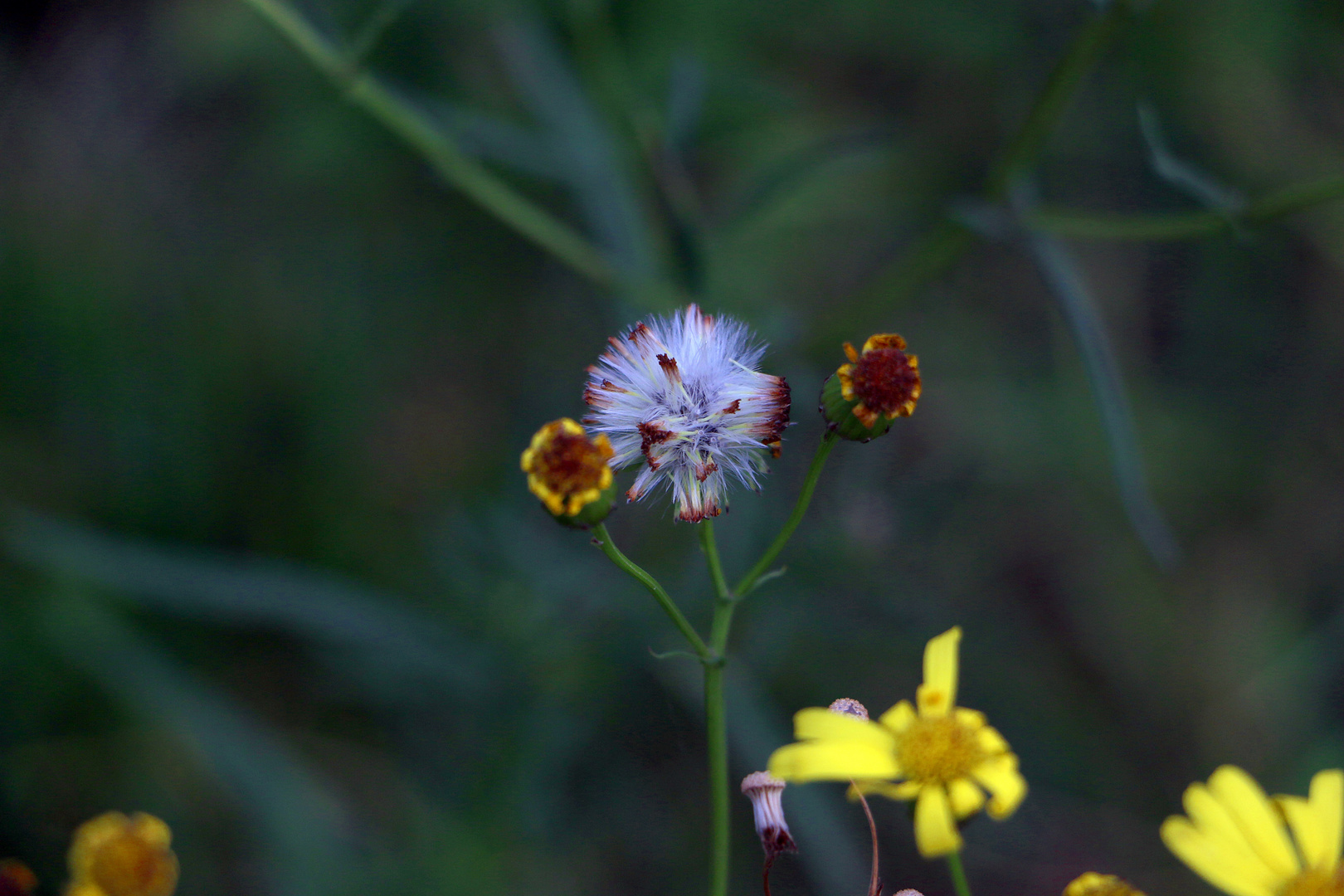 Blume am Wegesrand II