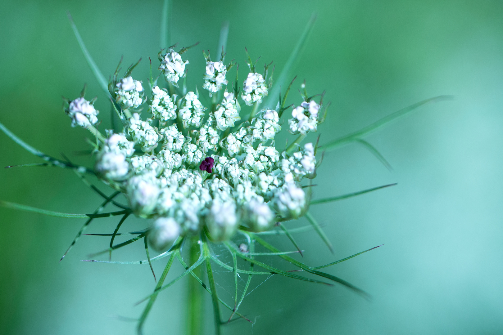 Blume am Wegrand