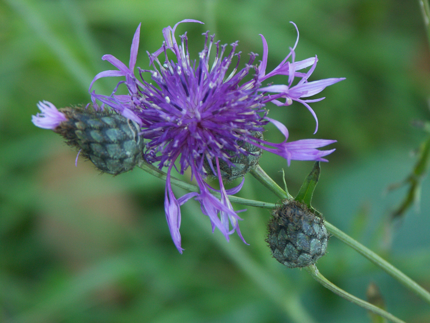 Blume am Wegrand