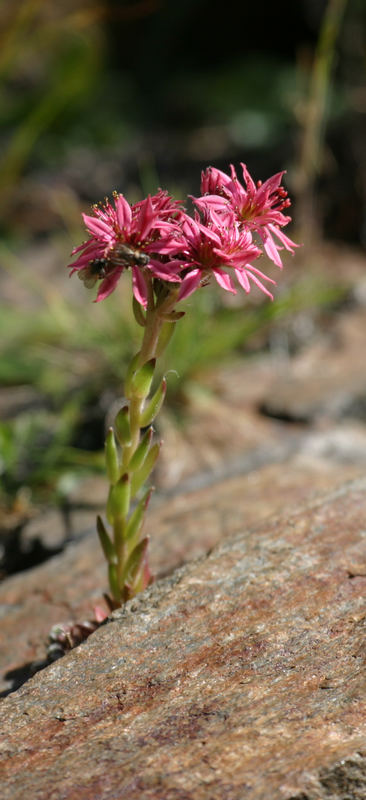 Blume am Wegrand