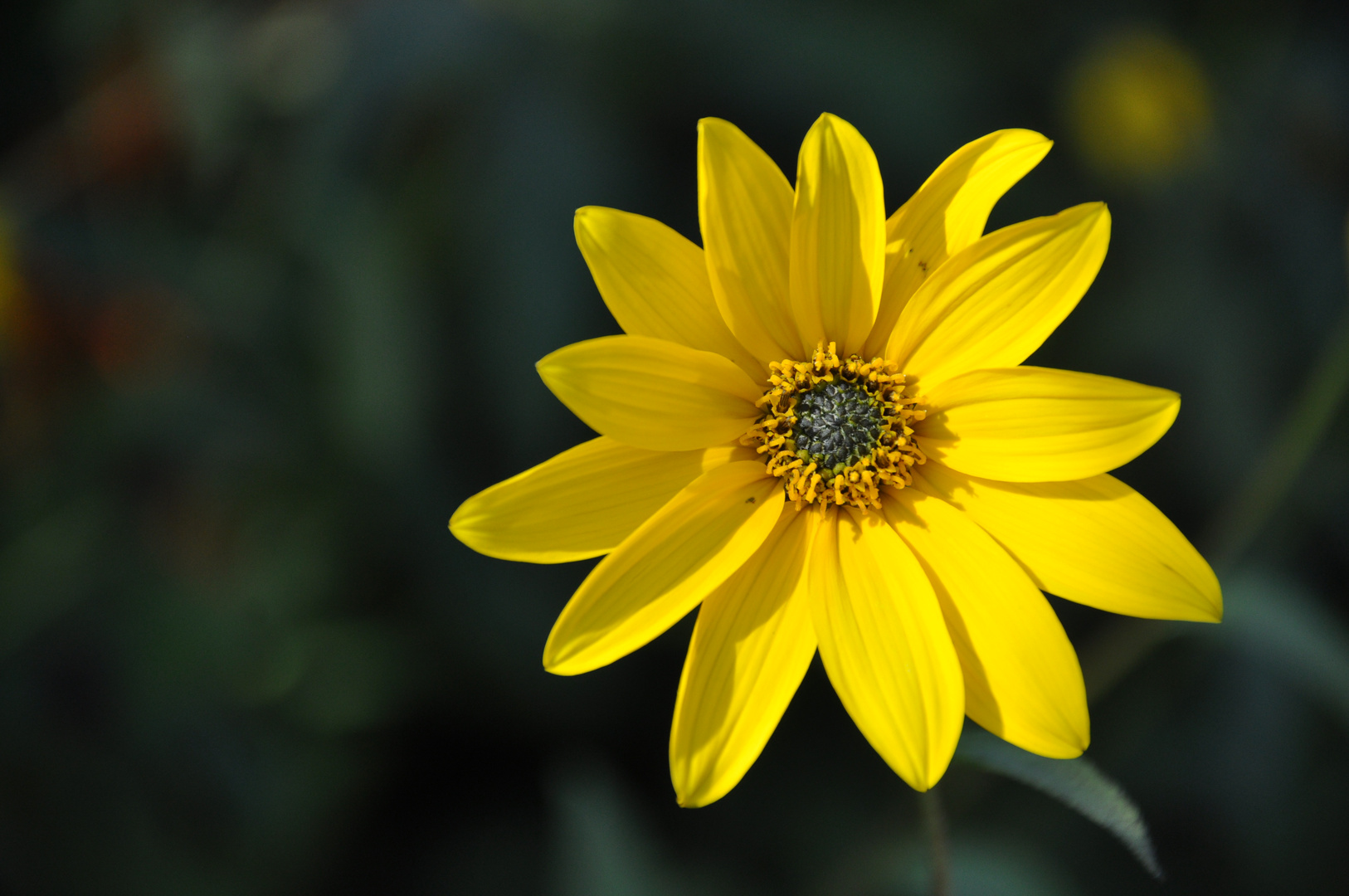 Blume am Wegrand in Ostholstein