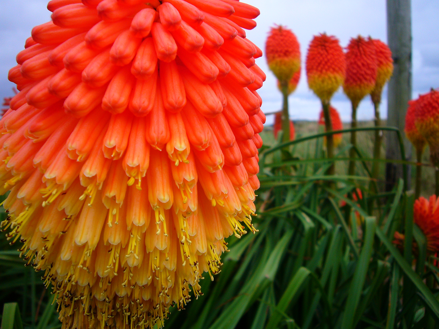 Blume am Wildatlantikway in Irland