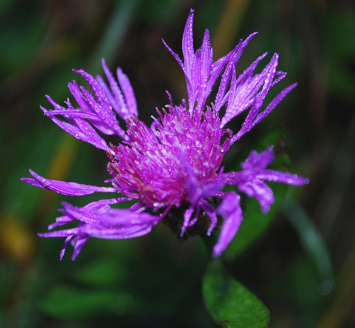 Blume am Witterstein