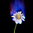 Blume an Brandbeschleuniger