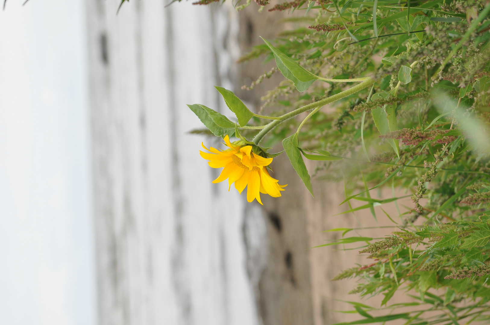 Blume an der finnischen Ostsee