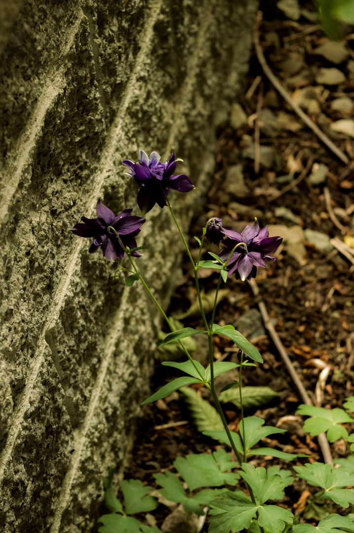 Blume an der Mauer