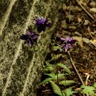 Blume an der Mauer