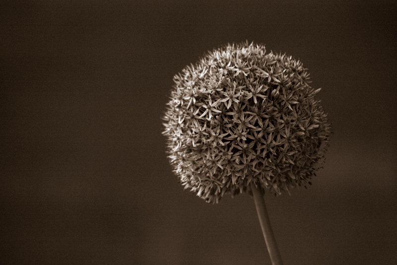 Blume an der St. Wigbertkirche Erfurt