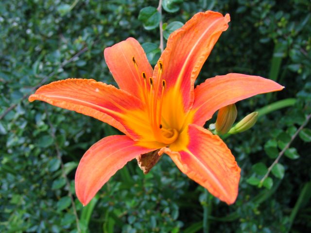 Blume an der Stadtmauer