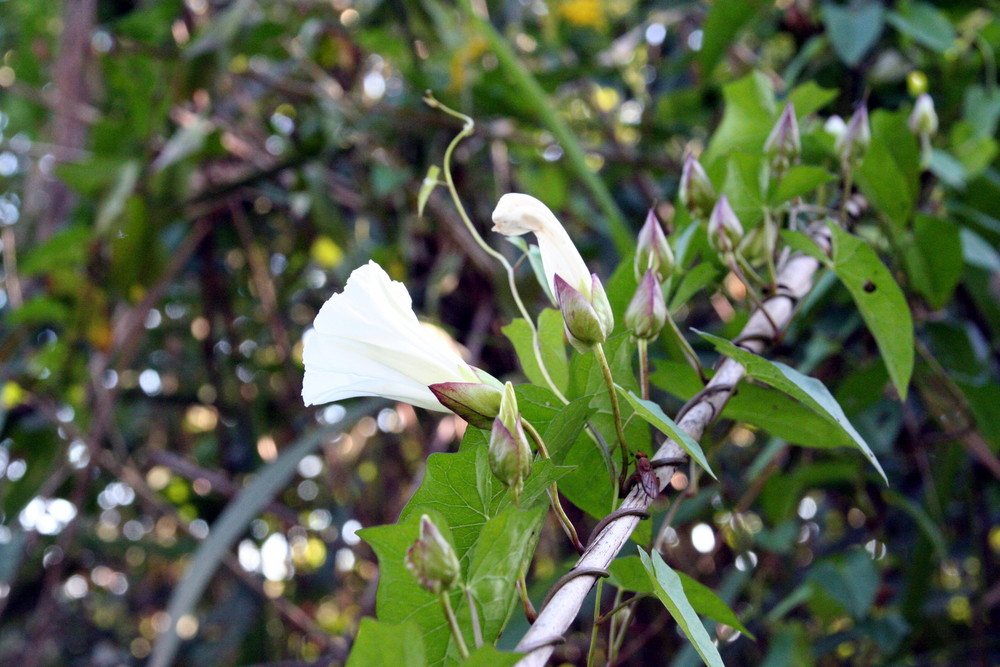 blume an der stange