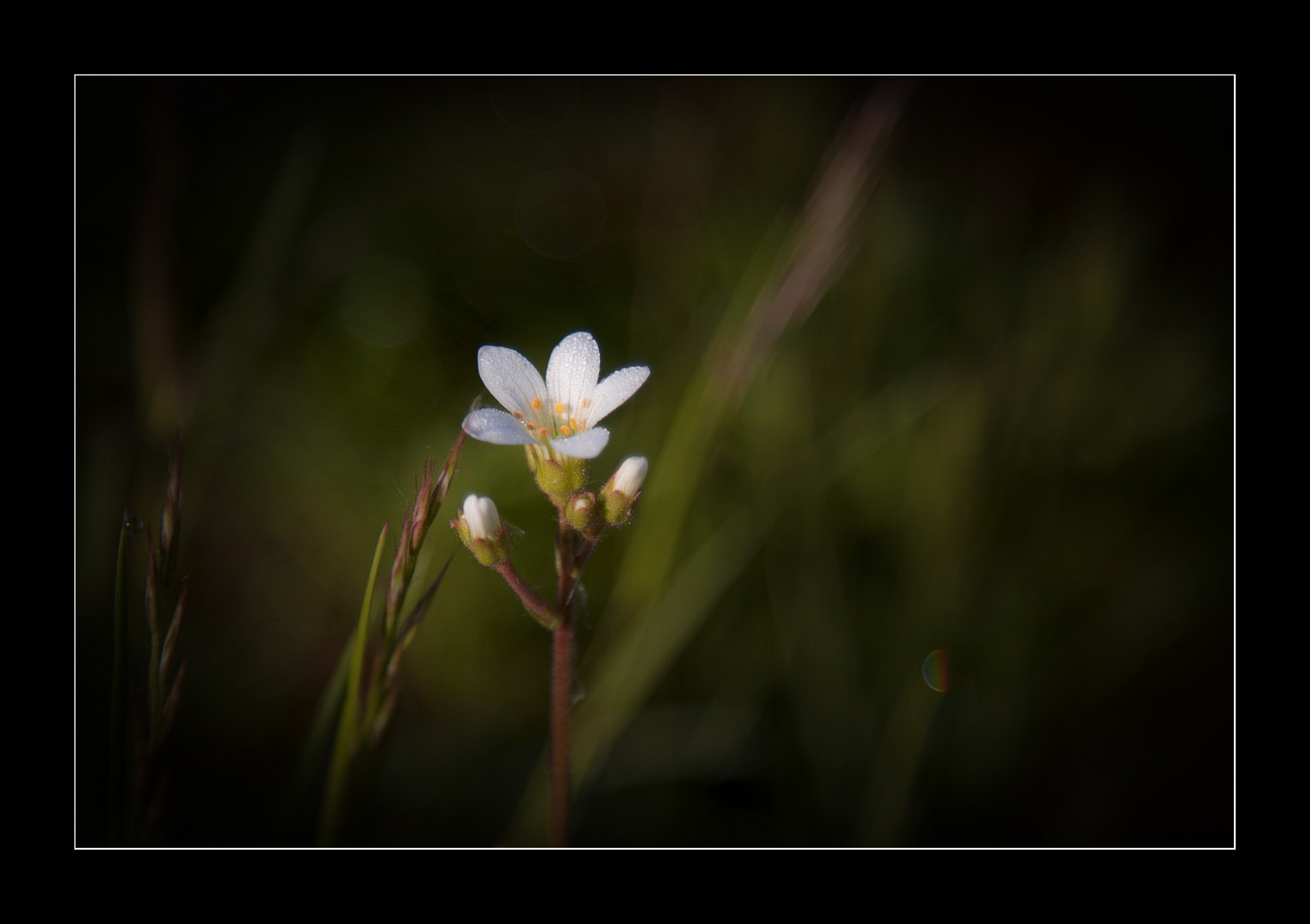 Blume an der Wigger bei Aarburg (Schweiz).