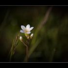 Blume an der Wigger bei Aarburg (Schweiz).