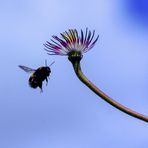 Blume an Hummel: "Sie kommen zu tief rein."