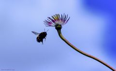 Blume an Hummel: "Sie kommen zu tief rein."