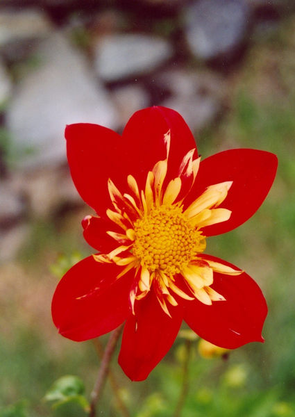 Blume auf 1800 M.ü.M.