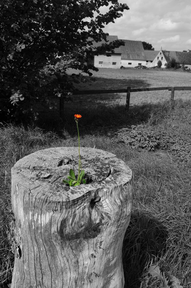 Blume auf abgestorbenem Stamm