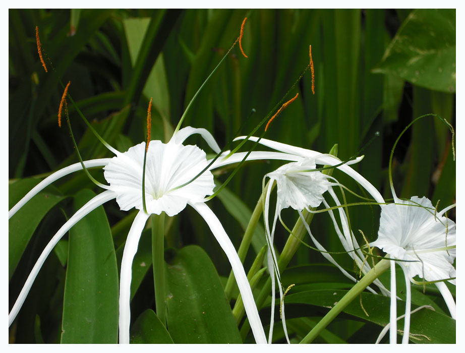 Blume auf Bali